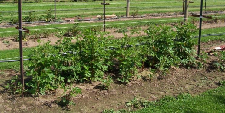 Trellis Trellises typically have two wires and a cross arm to support primocanes Pruning and training Depends on cropping