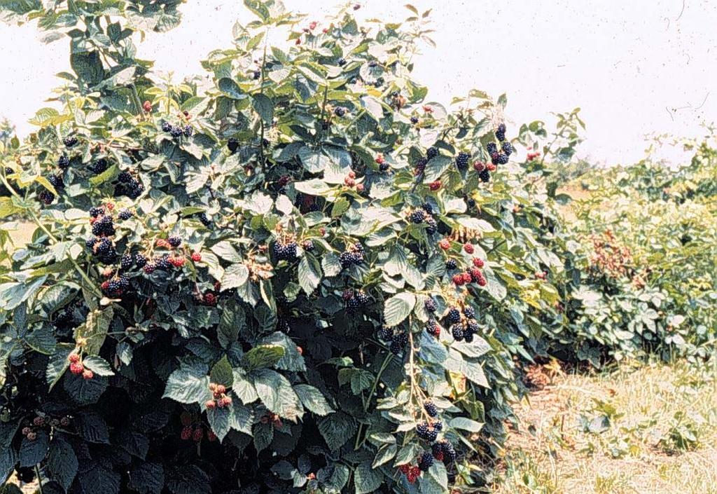 What is a Primocane-Fruiting All existing commercial blackberries are floricane-fruiting: