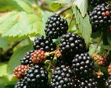 Blackberries Perennial root Biennial canes Good