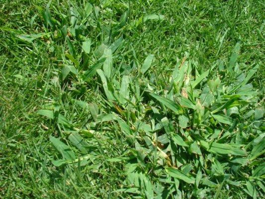 The best defense against weeds is by increasing density and vigor of turfgrass to discourage weed competition. Weeds fill in voids in the turf.