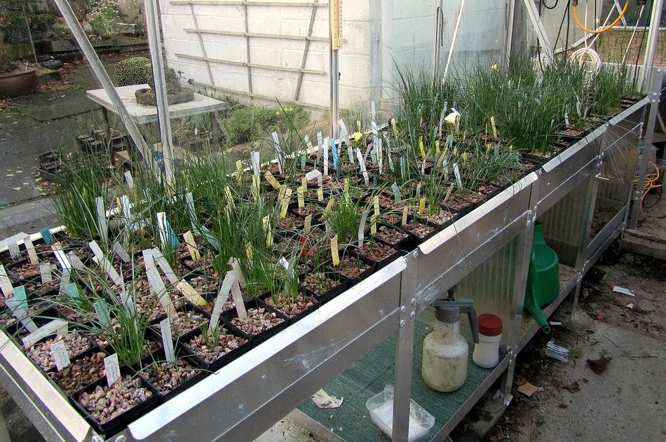 The plunge of 7cms pots has lots of leaf growth, mostly from Crocus and Narcissus, some of these are also in bud.