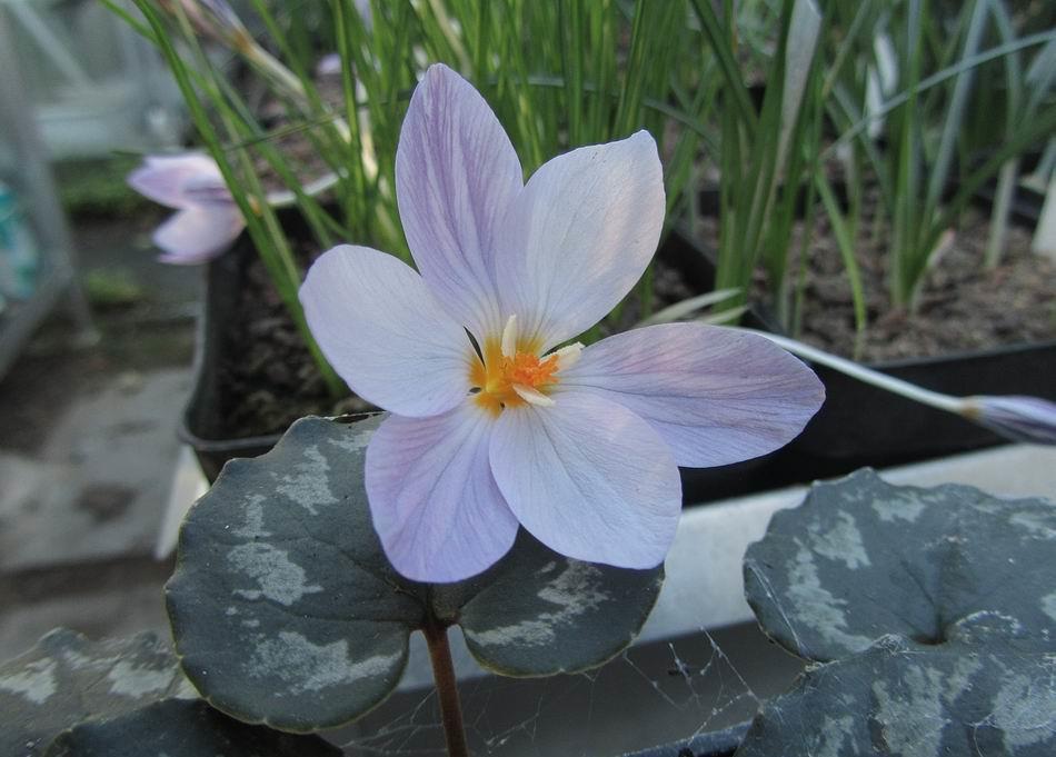 Crocus laevigatus Crocus laevigatus continues to delight us by opening new flowers whenever the weather warms enough to encourage them.