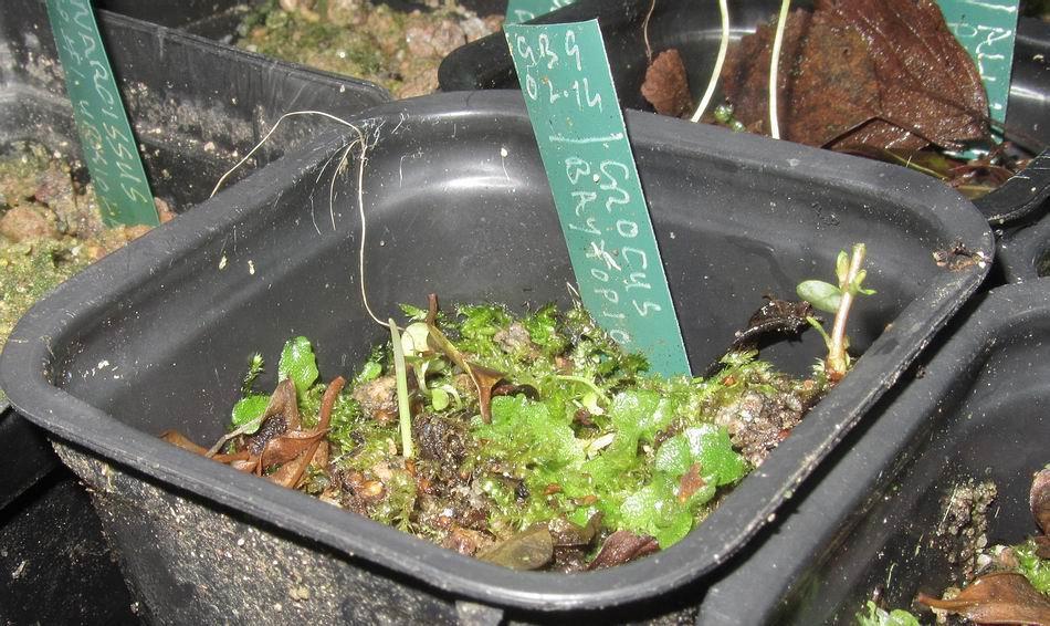 On checking the seed pots outside I noticed some germination occurring such as this Crocus baytopiorum seed sown deep in February.