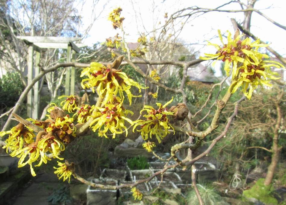 Our yellow Hamamelis is now in