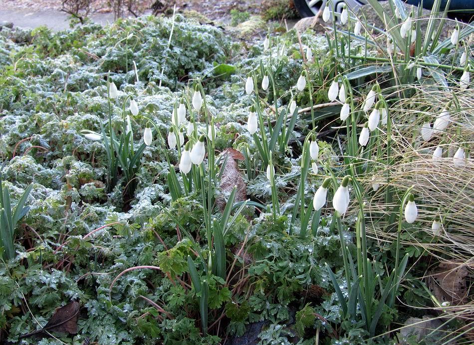 The foliage of Corydalis Craigton Blue grows through the winter, lying flat and encrusted with ice when it is freezing then sitting up again