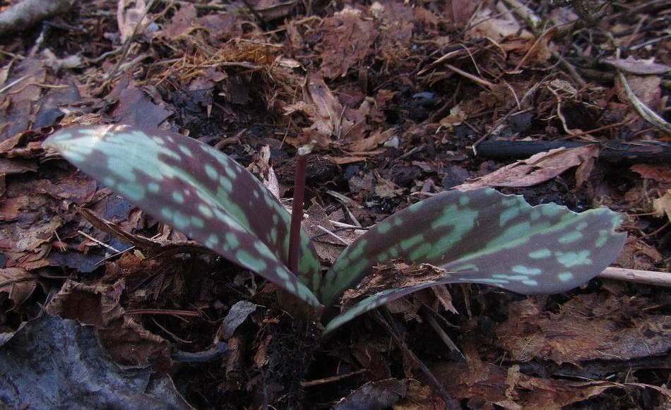 Erythronium caucasicum Gardening is full of joys and disappointments, a week ago I was excited to spot the first flower bud appearing on this Erythronium caucasicum this plant is always the first of