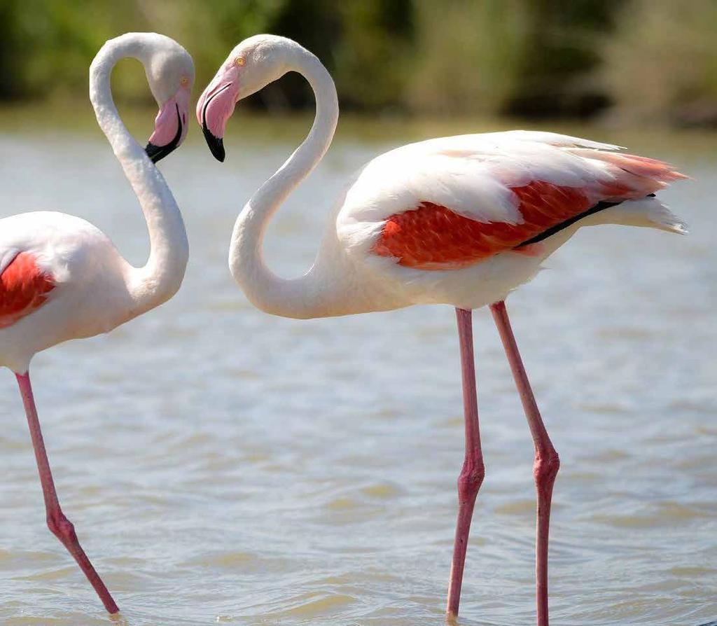 As the name suggests, Zallaq Springs is designed to incorporate water springs, which will be complimented by wildlife birds such as Flamingos, Swans, and ducks.