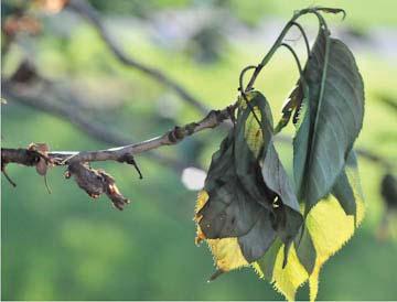Brown Rot on Flowering Cherries, David Clement and Karen Rane Spring weather often brings with it the chances of diseases in our landscapes and unfortunately the past few springs have brought a