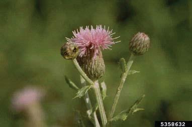 Canada Thistle Control We received a question about controlling Canada thistle.