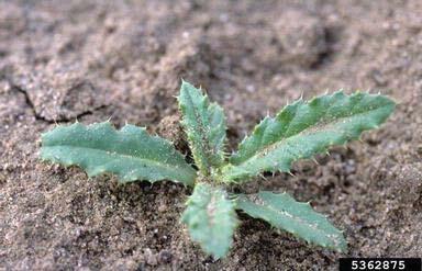 One formulation that should fit this site (a reforestation site) would be Transline, which can be used in Canada thistle (Cirsium arvense) seedling Photo: Phil Westra, Colorado State University,