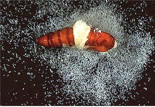 edu/nematodes/ An armyworm pupae with juvenile stage Heterorhabditis nematodes emerging from its body. Photo by Arnold Hara, Univ. of Hawaii (http://www.oardc.ohio-state.edu/nematodes/photo_gallery.