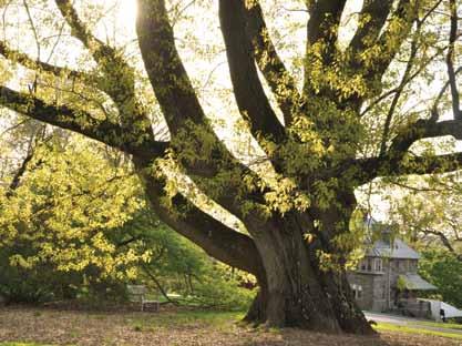 Historic Trees from the Morris Era Vince Marrocco, Chief Horticulturist & Kate Deregibus, Horticulture Section Leader, English Park One of the most outstanding features of the Morris Arboretum is the