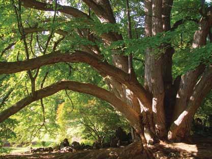 During their time here, they launched an intensive planting campaign and many of the trees they nurtured have grown into the beautiful specimens for which the Arboretum is now well known.