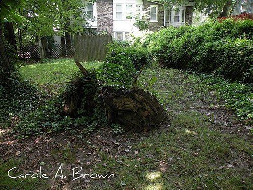 Norway Maple blow-down Norway Maples have severe environmental impacts: They grow faster than native maples and other forest trees and its dense, shallow root system makes it difficult for native
