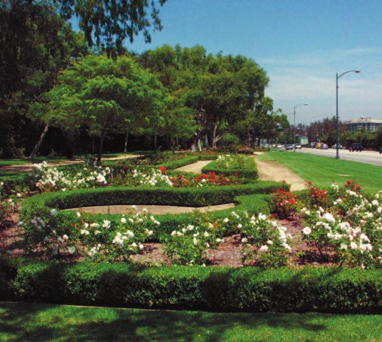 THE MAPLE ELM ROSE GARDEN Maple Drive to Elm Drive. This formal garden of boxwood hedges creates planting beds for an assortment of white iceberg and other popular rose varieties.