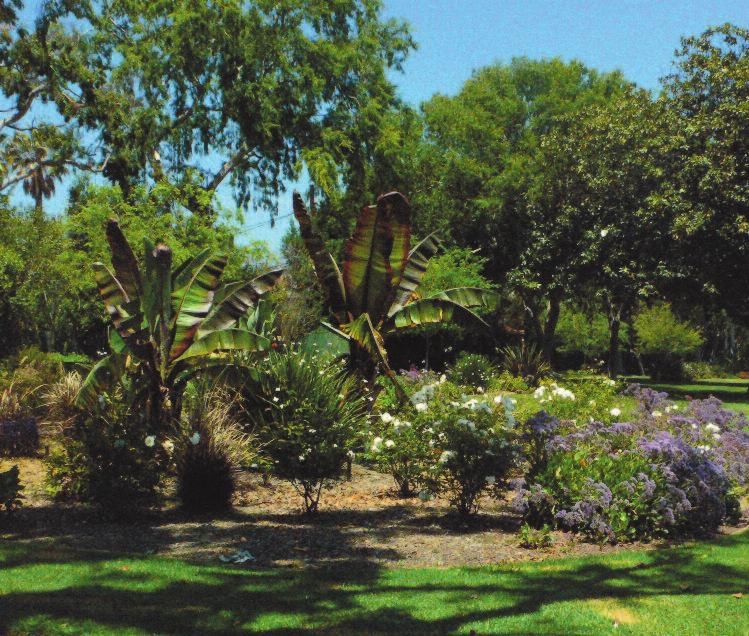 THE PALM MAPLE GARDEN Palm Drive to Maple Drive. This garden features a selection of tropical and Mediterranean plantings, with flowering shrubs in the accent planting beds.