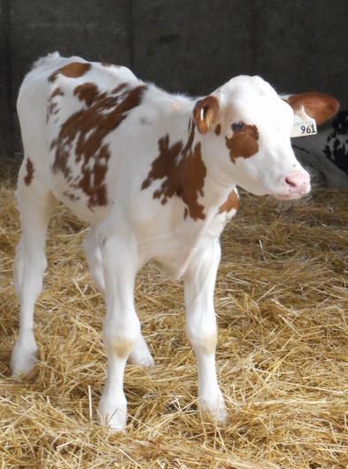 Colostrum Management Practices and Improving Calf Health By: Kimberley Morrill, PhD Regional Dairy Specialist Colostrum management and subsequent IgG absorption in newborn calves is tied to
