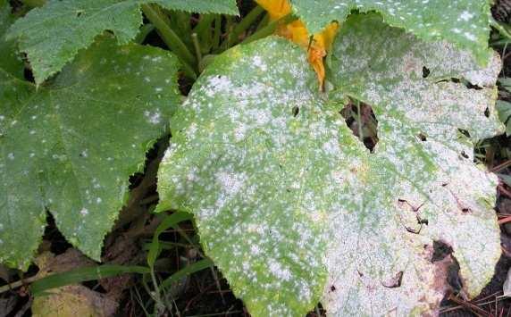 7 Disease Suppression There are extensive studies regarding disease attacks on crops.
