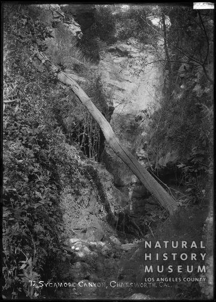Chatsworth Postcards 1912 - Unknown 72. Sycamore Canyon, Chatsworth, Cal.