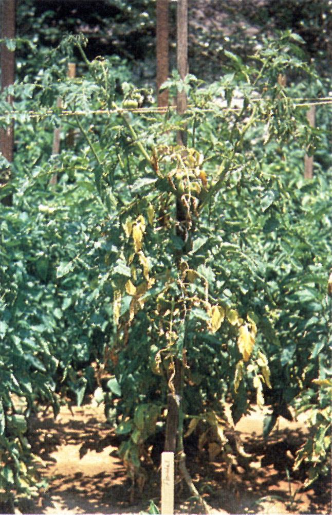 occur on only one side of the plant (Figure 1). The disease progresses up the stem until all of the foliage is killed and the plant dies.