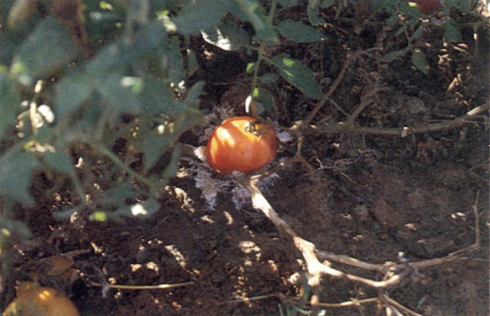 The fungus survives and persists indefinitely in field soil. The fungus is also seedborne and is thought to spread long distances in this manner.
