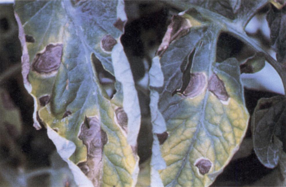 Figure 3. Early blight Leaf symptoms are large (up to 1/2 inch diameter), brown, zonate or target-like spots. Defoliation progresses upward from the lower plant.