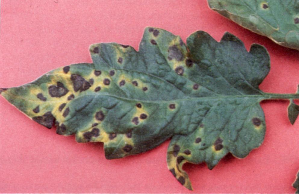 The fungus survives in the soil by forming resistant spores in association with diseased tomato debris that are capable of persisting for one year and probably longer.