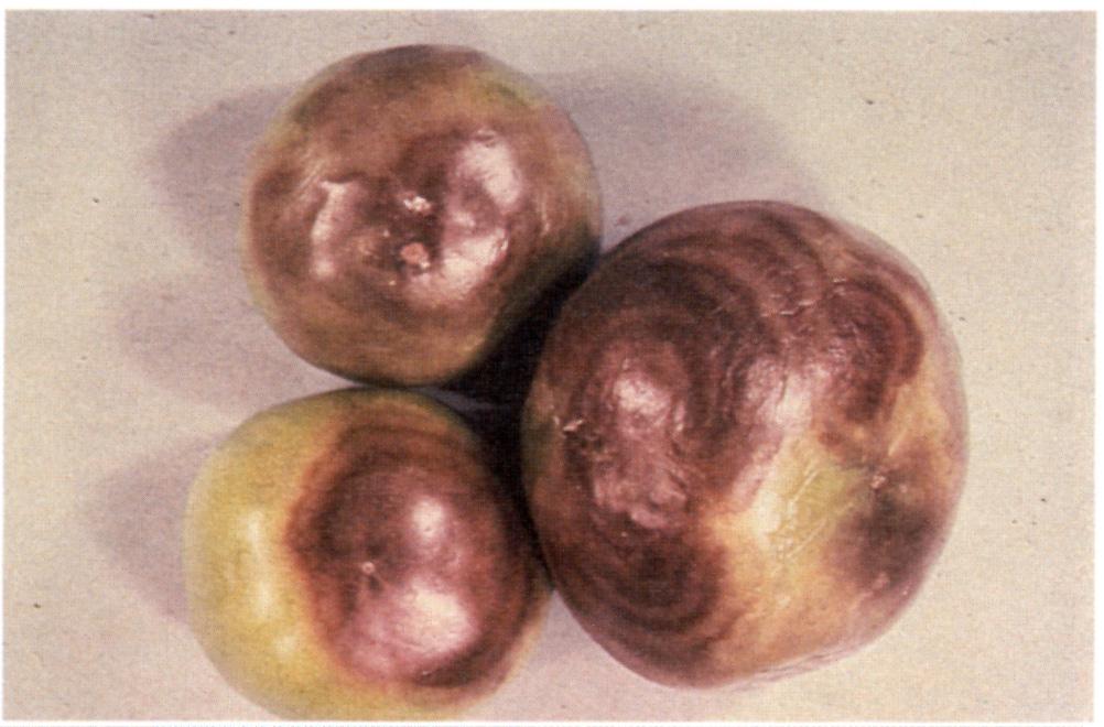 Figure 7. Buckeye rot Brown concentric rings resemble markings of a buckeye chestnut. (Photo courtesy L.L. Black, Louis. State Univ.) Figure 8.