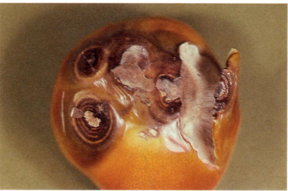 becomes rotted, the skin ruptures, and the watery contents of the fruit spill out. A white, cottony growth may be observed within lesions under humid conditions.
