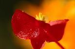 Annuals to Plant: Hot Spots Amaranthus Begonia Celosia Coleus Dahlia Dusty