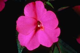 Annuals to Plant: Heavy Shade Begonia