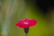 Annuals to Plant: Light Shade Ageratum Alyssum Dahlia