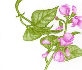 Annuals to Plant: Fragrance Alyssum