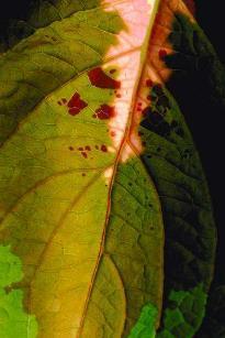 Disease Problems Smuts Rusts Blights/leaf spots