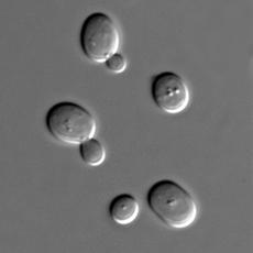 Yeasts are living, single-celled, plantlike organisms. They are so small they can only be seen using a microscope.