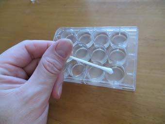 Petri dishes Agar solution Cotton swabs Ziploc bags A type of bacteria; Escherichia coli 1. Make an agar solution and wait until it hardens. 2.