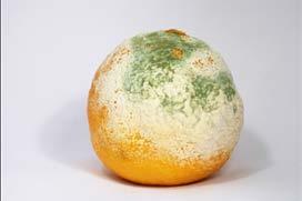 Mold is a fungus. It is a type of decomposer. This means that it breaks down dead animals and plants.