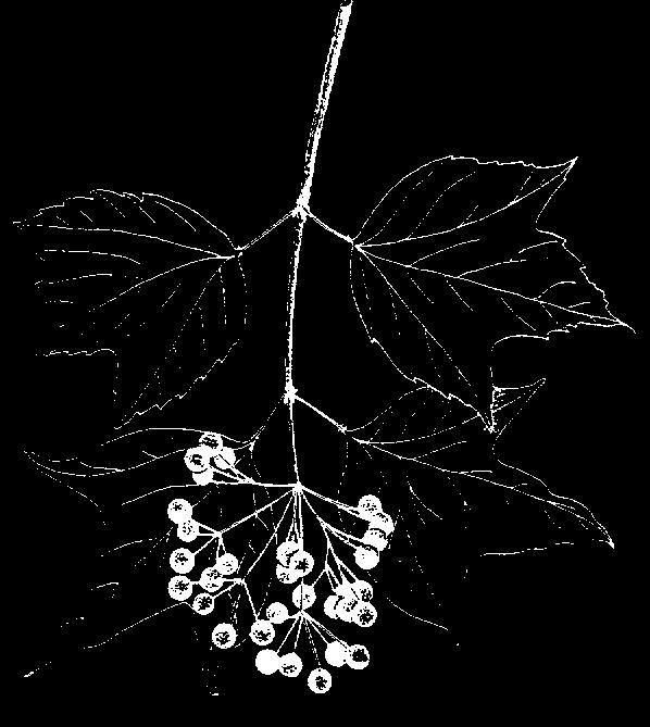 upland HIGHBUSH CRANBERRY Viburnum trilobum