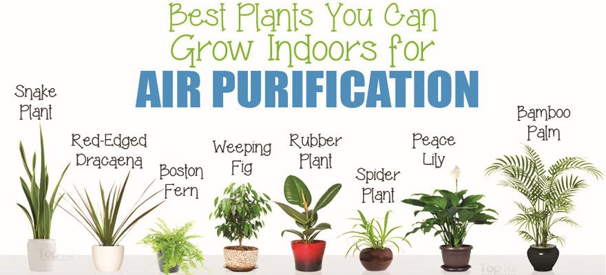 These plants help to filter out a combinaon of Benzene, Xylene, Formaldehyde, Trichloroethylene and even Ammonia!