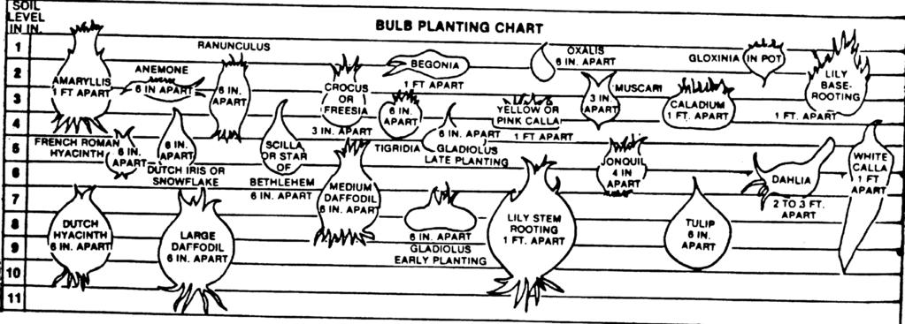 8.3 Planting Chart Bulbs, Perennials, Tubers, Corns, Rhizomes Reprinted by permission from Landscape Designer & Estimator s Guide. (Revised Edition) written by National Landscape Association 9.