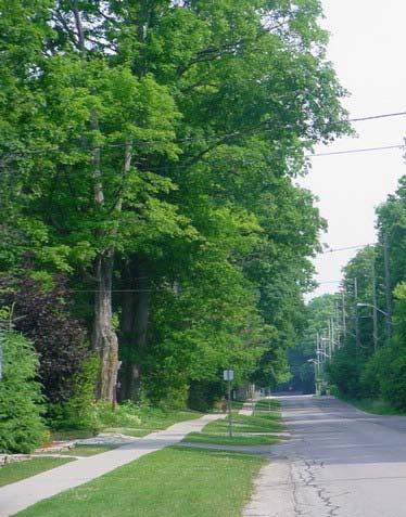 In 2002, through the Public Works Advisory Committee, the City approved a policy regarding the Planting of Native Tree Species that identifies a pre-selected list of native trees for future municipal