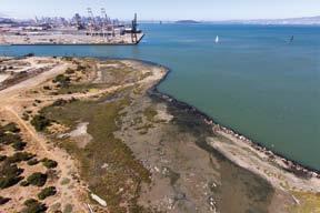 San Francisco Pier 94 restoration area plants. Enhancing the habitats west of Highway 101 near SFO would benefit the San Francisco garter snake and the California red-legged frog.