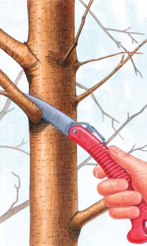 HOW to Prune Trees United States Department of Agriculture Forest Service