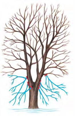 retain 67% crown prune 33% Figure 4. Crown raising branches to be removed are shaded in blue; pruning cuts should be made where indicated with red lines.