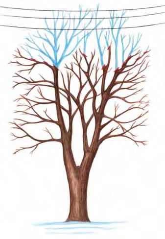 Figure 5. Crown reduction branches to be removed are shaded in blue; pruning cuts should be made where indicated with red lines.