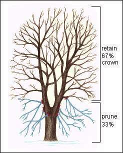 Crown Raising Always maintain live branches on at least twothirds of a tree's total height.