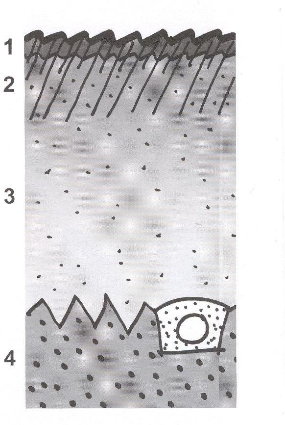 Below: Typical soil profile for trees. The surface can be mulch, shrubs, ground cover. Set design grades to anticipate 5 to 7.5-cm of settlement over the first 10 years.