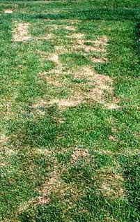 disease, thatch, improper mowing, and grass species and cultivars that are poorly-adapted to the site.