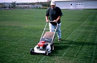 Mowing: Newly-established turf needs to be mowed on a regular basis (Fig. 22).