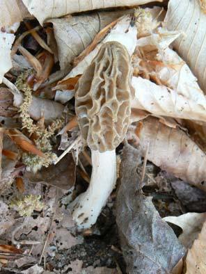MARCH 2008 HOMEOWNER PLANT DISEASE CLINIC REPORT Holly Thornton, Homeowner IPM Specialist When I think of March, I picture delicious Morels poking up through the crowded leaf litter on the forest